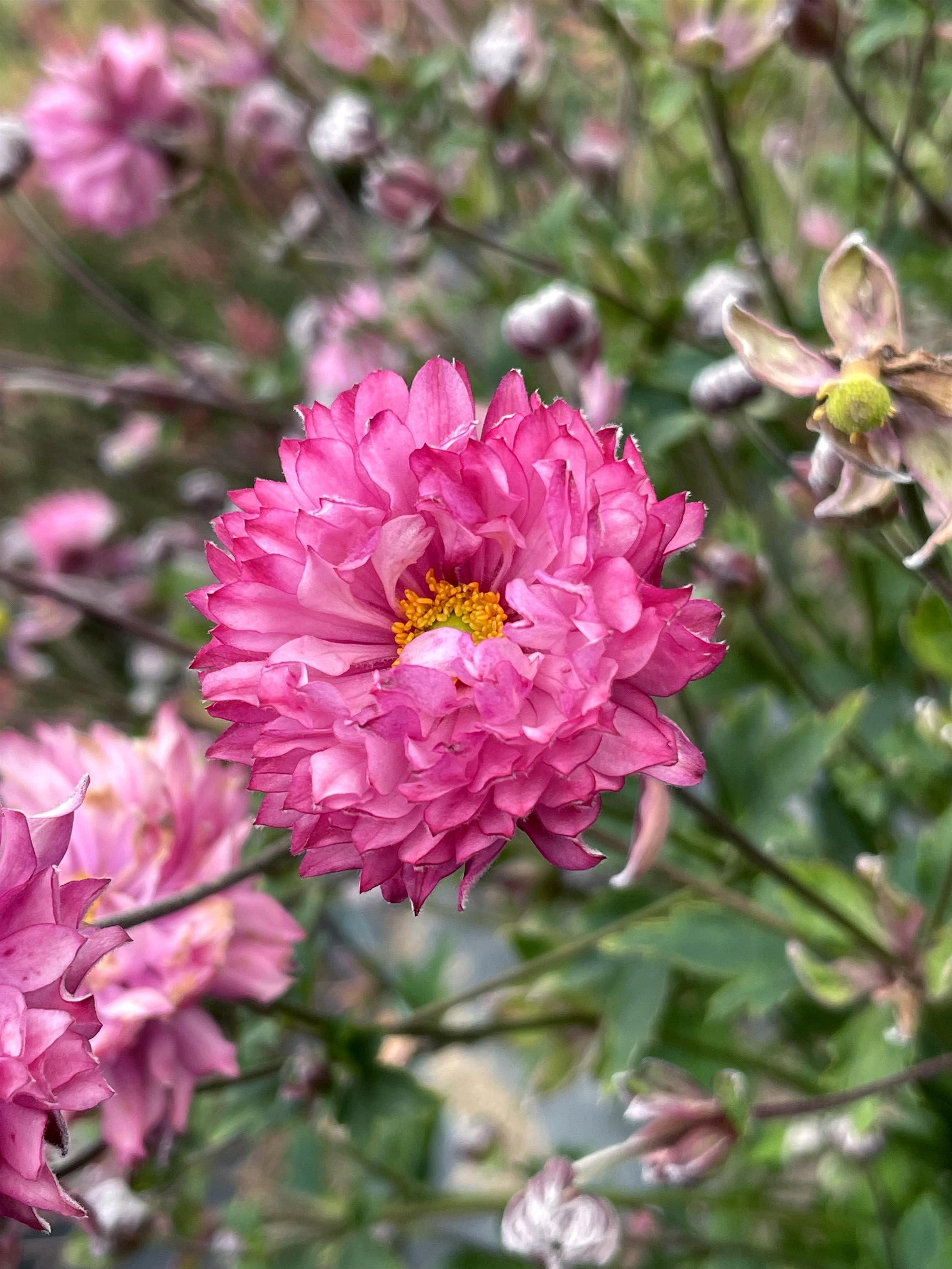 Anemone PUFF® 'Pink' – Romence Gardens & Greenhouses