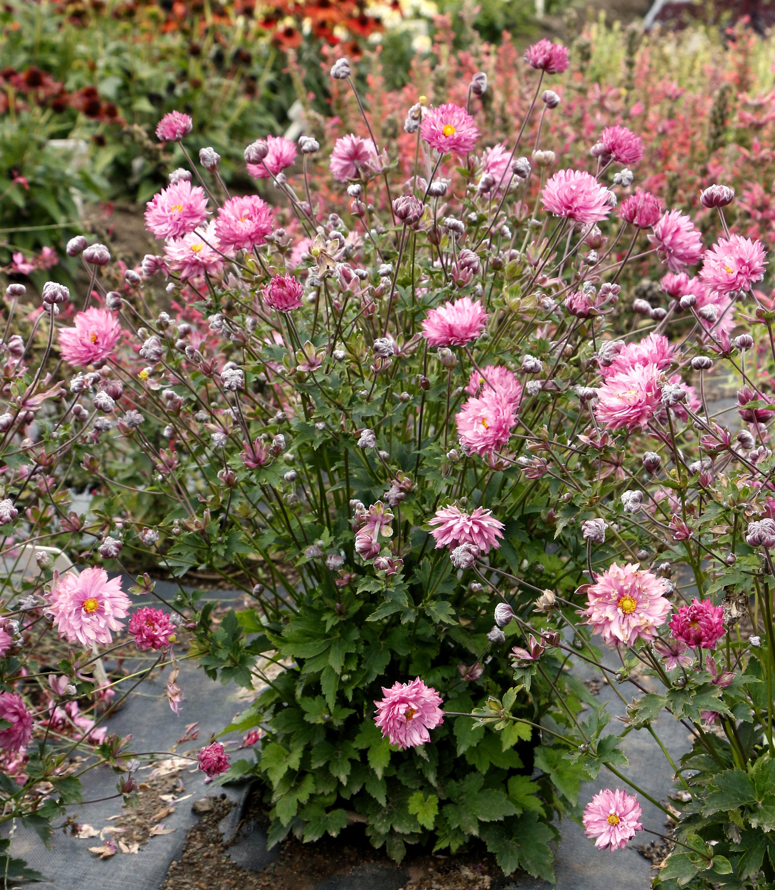 Anemone PUFF® 'Pink' – Romence Gardens & Greenhouses