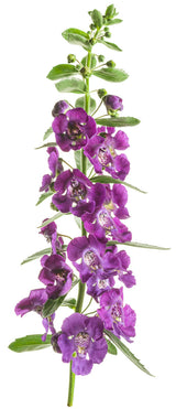 Angelonia angustifolia hybrid 'Angelface® Blue' flower