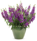 Angelonia angustifolia hybrid 'Angelface® Blue' in decorative pot