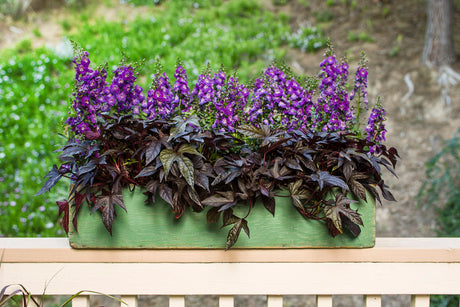 Angelonia angustifolia hybrid 'Angelface® Blue' combination