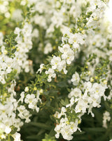 Angelonia angustifolia 'Angelface® White'