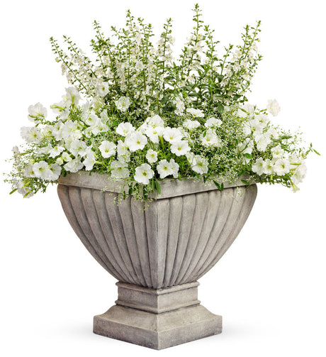 Angelonia angustifolia 'Angelface® White' combination