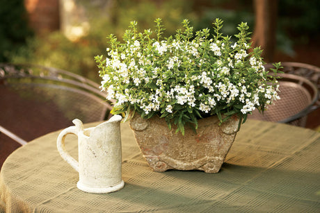 Angelonia angustifolia 'Angelface® White' combination