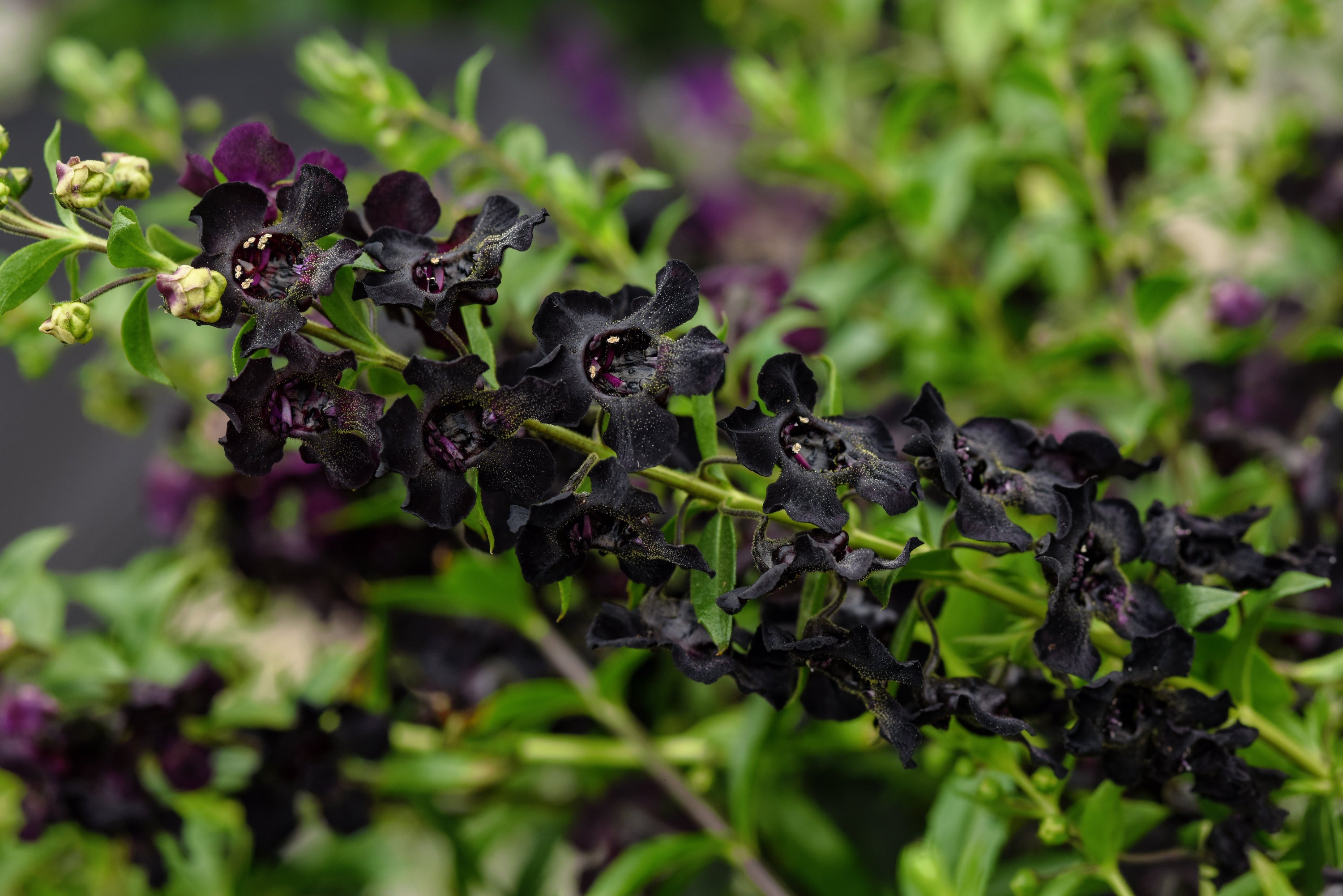 Angelonia 'Angelflare™ Black' – Romence Gardens & Greenhouses