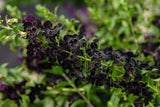 Angelonia 'Angelflare™ Black'