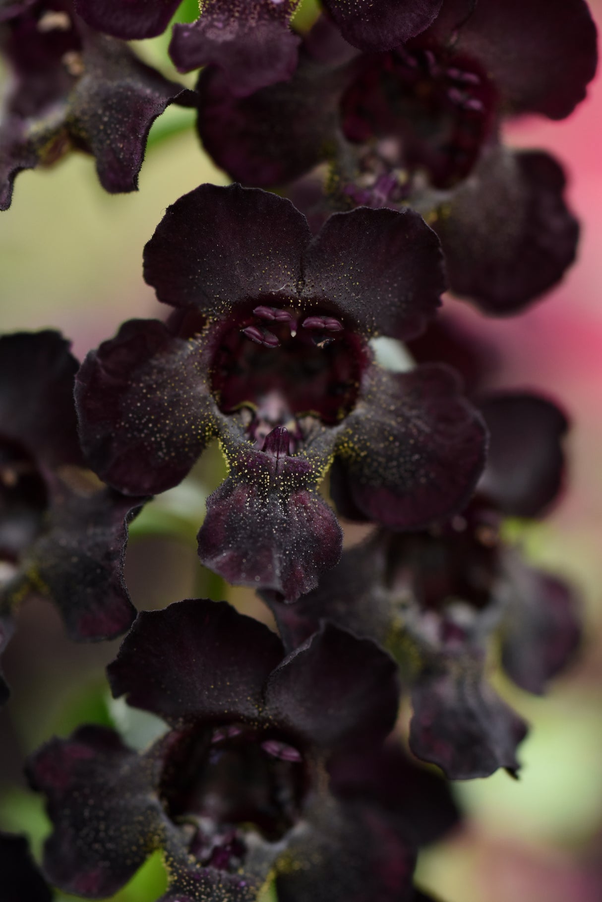 Angelonia 'Angelflare™ Black'