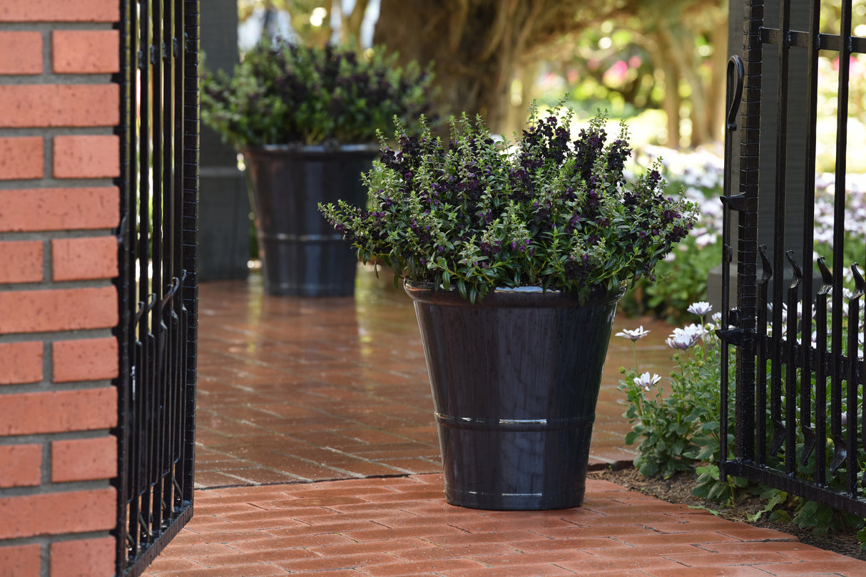 Angelonia 'Angelflare™ Black'