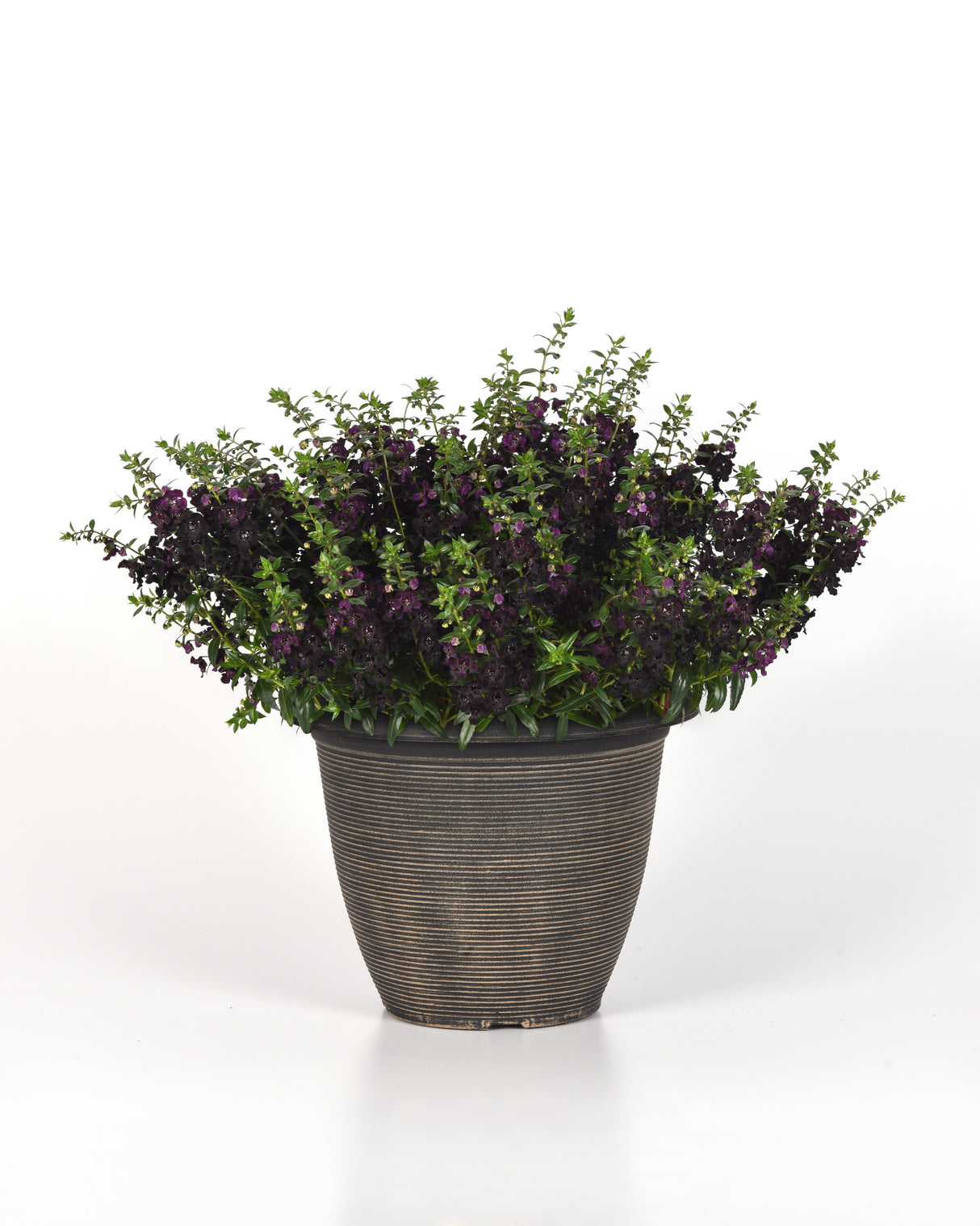 Angelonia 'Angelflare™ Black'