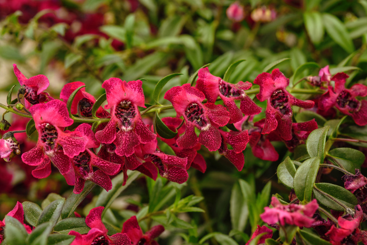 Angelonia 'Angelflare™ Cranberry'