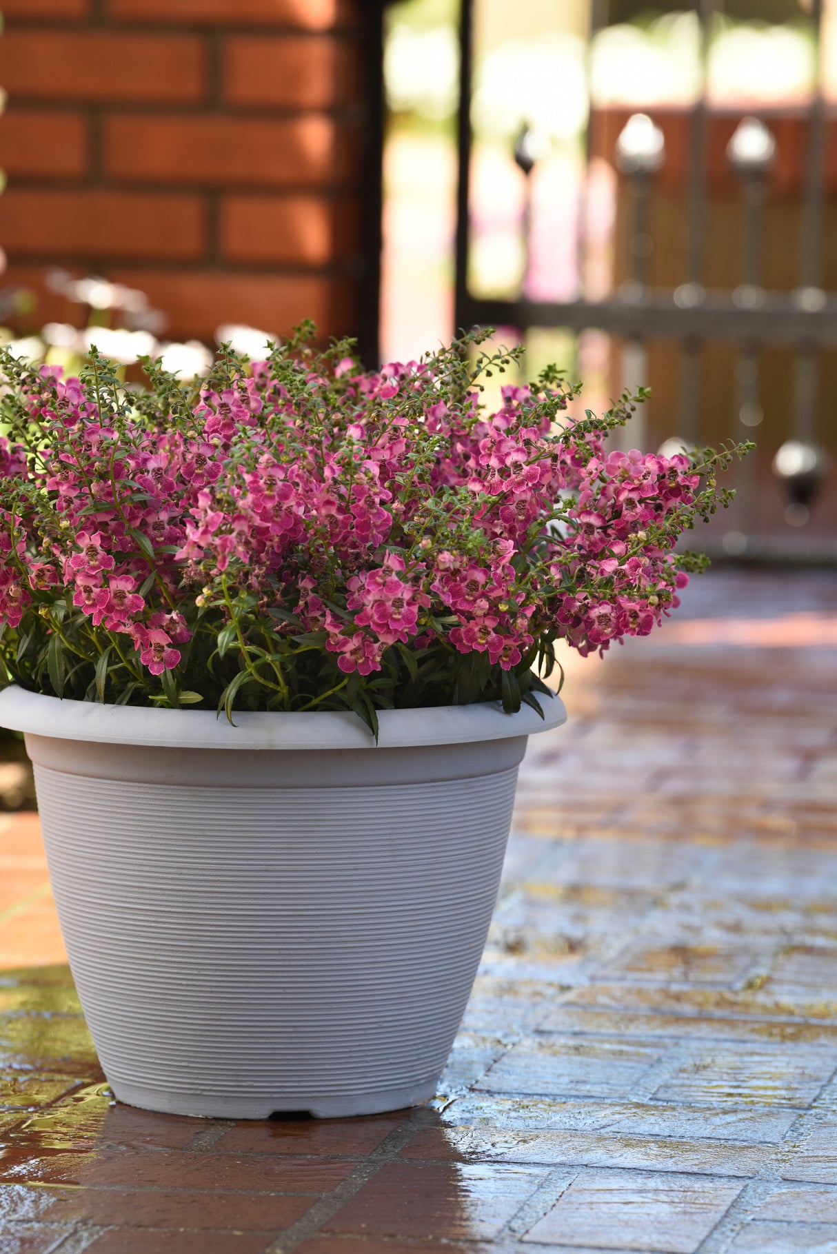 Angelonia 'Angelflare™ Cranberry'