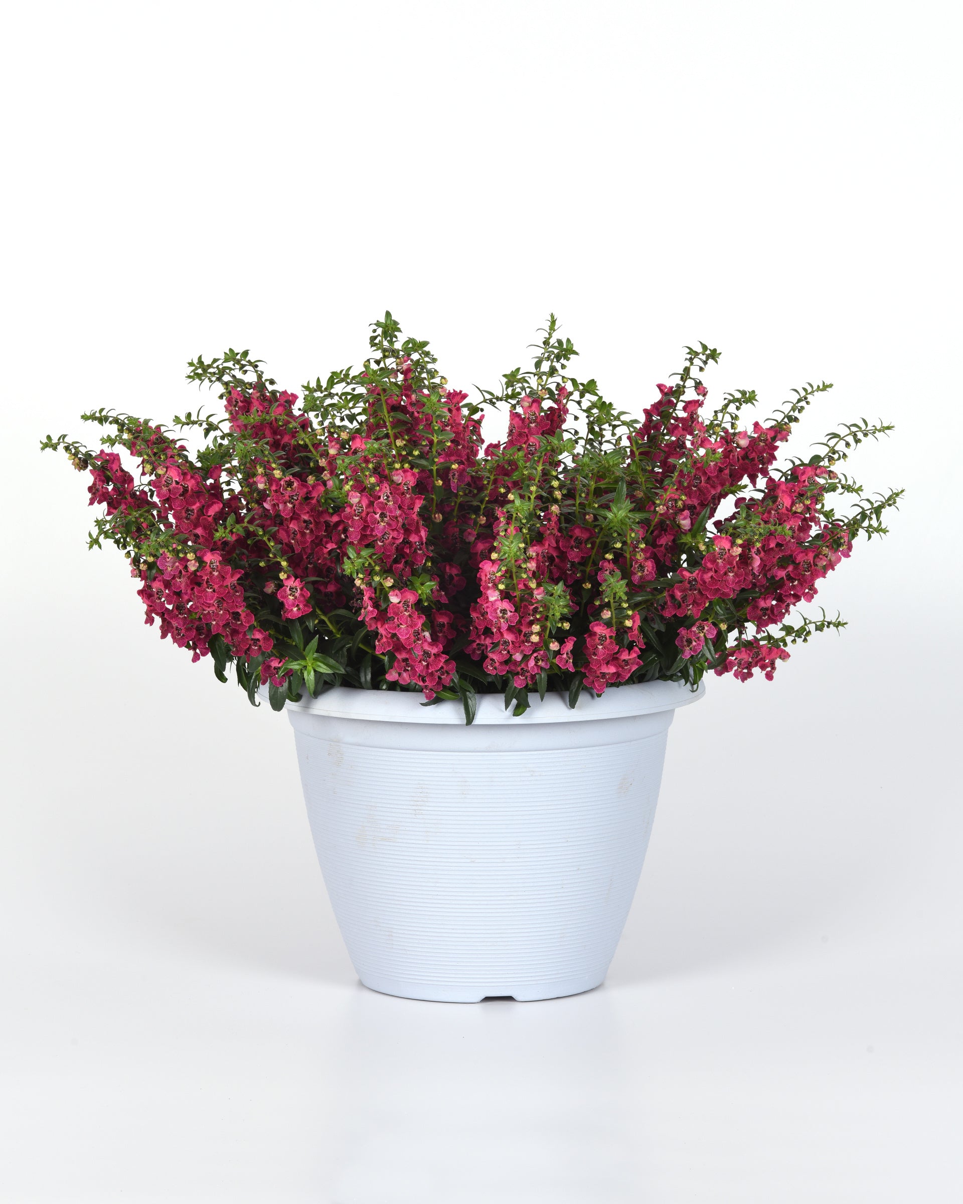 Angelonia 'Angelflare™ Cranberry' – Romence Gardens & Greenhouses