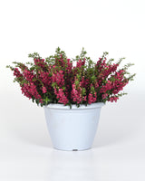 Angelonia 'Angelflare™ Cranberry'