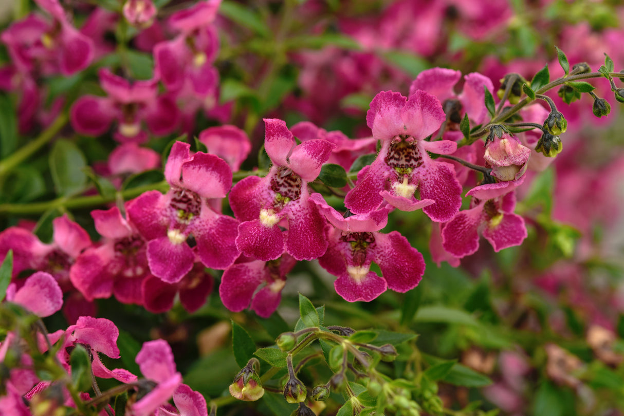 Angelonia 'Angelflare™ Orchid Pink'