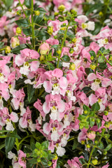 Angelonia angustifolia hybrid 'Angelface® Wedgwood Pink'