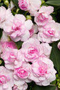 Impatiens walleriana 'Rockapulco® Appleblossom'