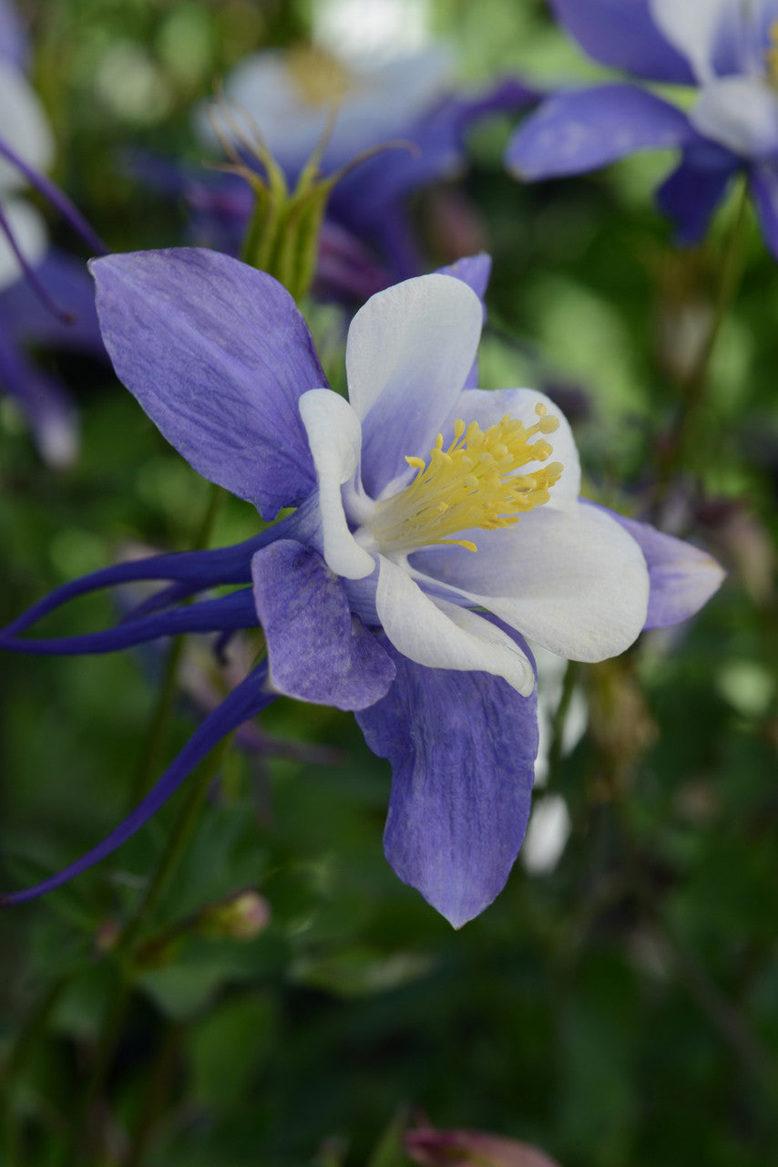 Aquilegia  'Earlybird™ Blue White'