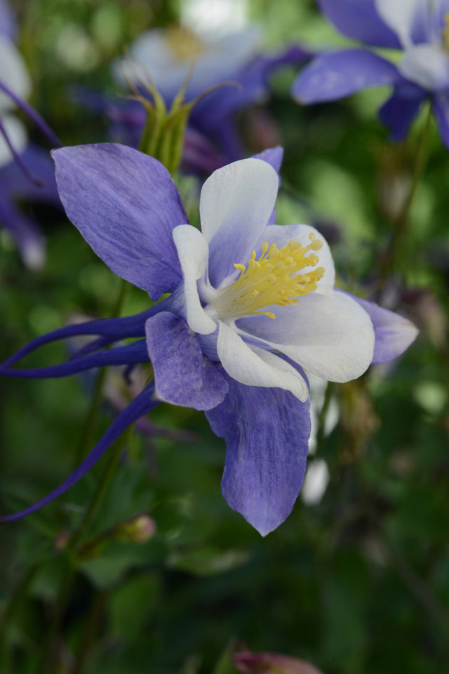 Aquilegia  'Earlybird™ Blue White'