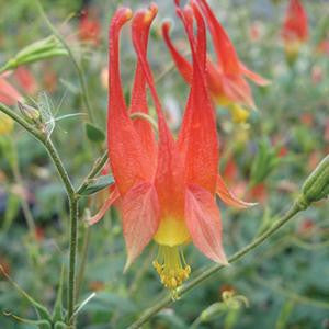 Aquilegia canadensis