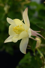 Aquilegia 'Earlybird™ Yellow'