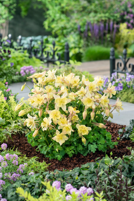 Aquilegia 'Earlybird™ Yellow'