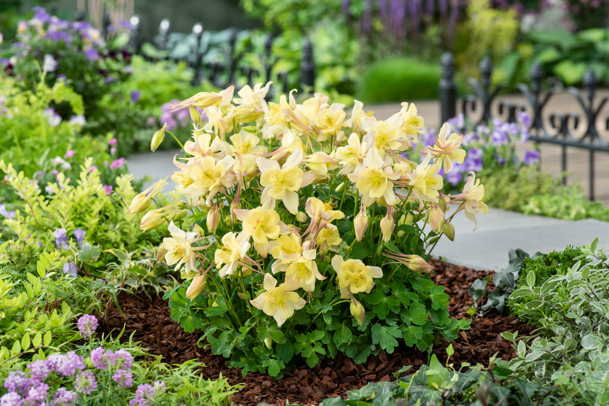 Aquilegia 'Earlybird™ Yellow'