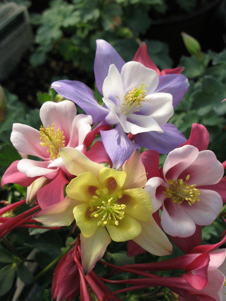 Aquilegia caerulea 'Origami™ Series Mix'