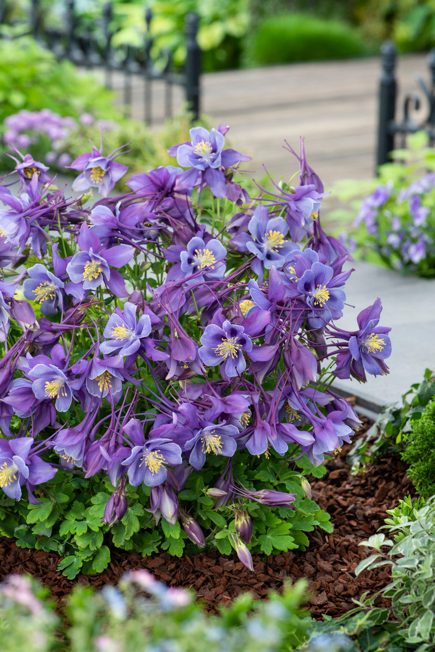 Aquilegia  'Earlybird™ Purple Blue'