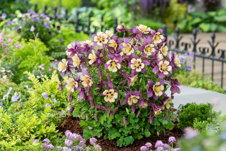 Aquilegia  'Earlybird™ Purple Yellow'