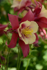 Aquilegia 'Earlybird™ Red Yellow'