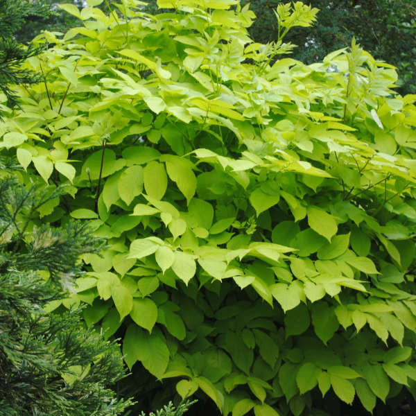 Aralia Cordata Sun King, White