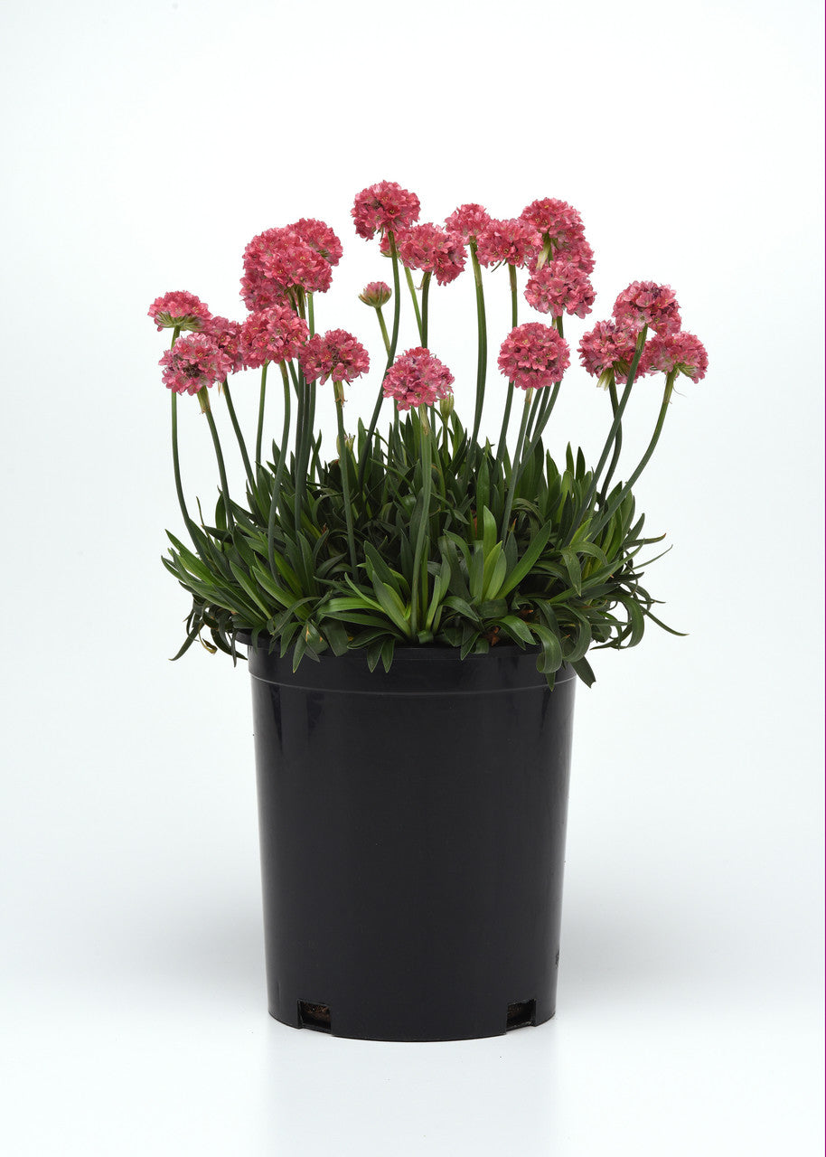 Romence Gardens Armeria Dreameria