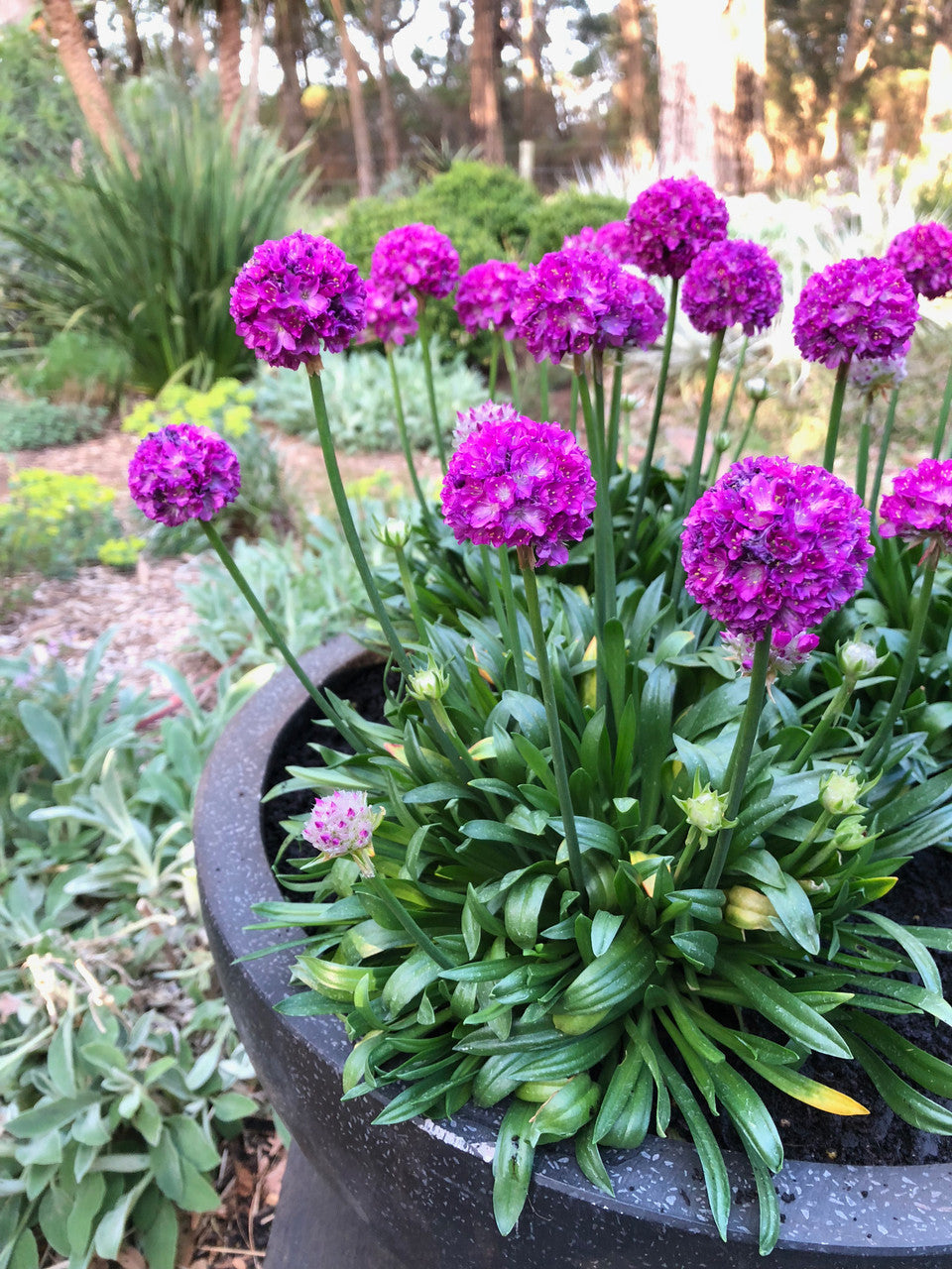 Armeria Dreameria® 'Vivid Dreams'