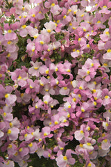 Nemesia fruticans 'Aromance® Pink'