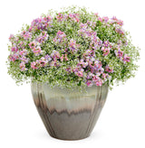 Nemesia fruticans 'Aromance® Pink' combination