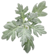 Artemisia 'Silver Bullet®' foliage