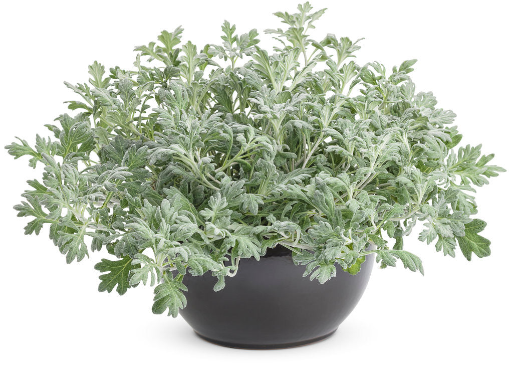 Artemisia 'Silver Bullet®' in pot