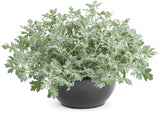 Artemisia 'Silver Bullet®' in pot