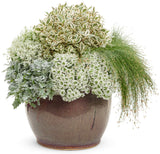 Artemisia 'Silver Bullet®' combination