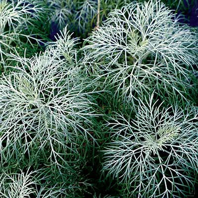 Artemisia 'Makana Silver' close up