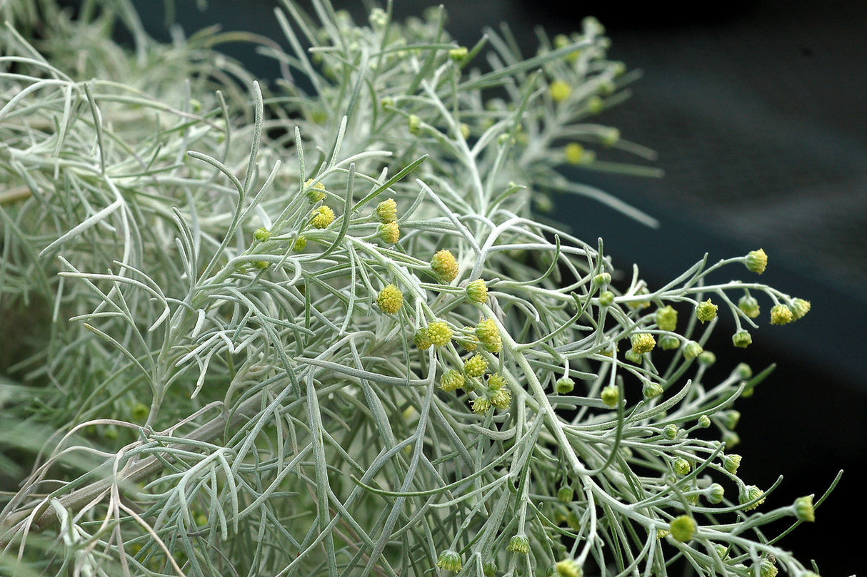 Artemisia 'Makana Silver' close up
