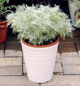 Artemisia 'Makana Silver' in pot