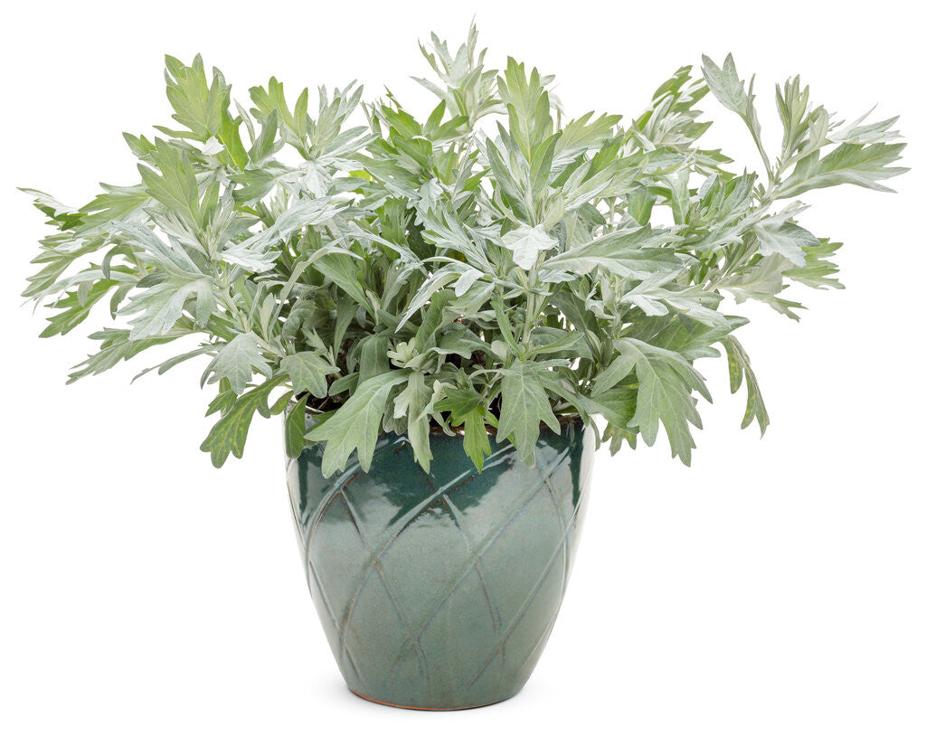 Artemisia 'Silver Lining'