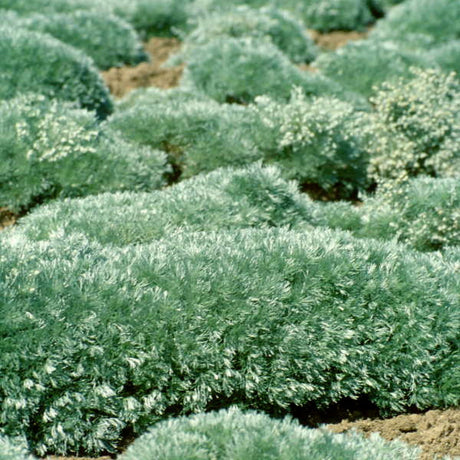 Artemisia schmidtiana 'Nana or Silver Mound'