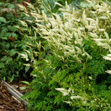 Aruncus aethusifolius