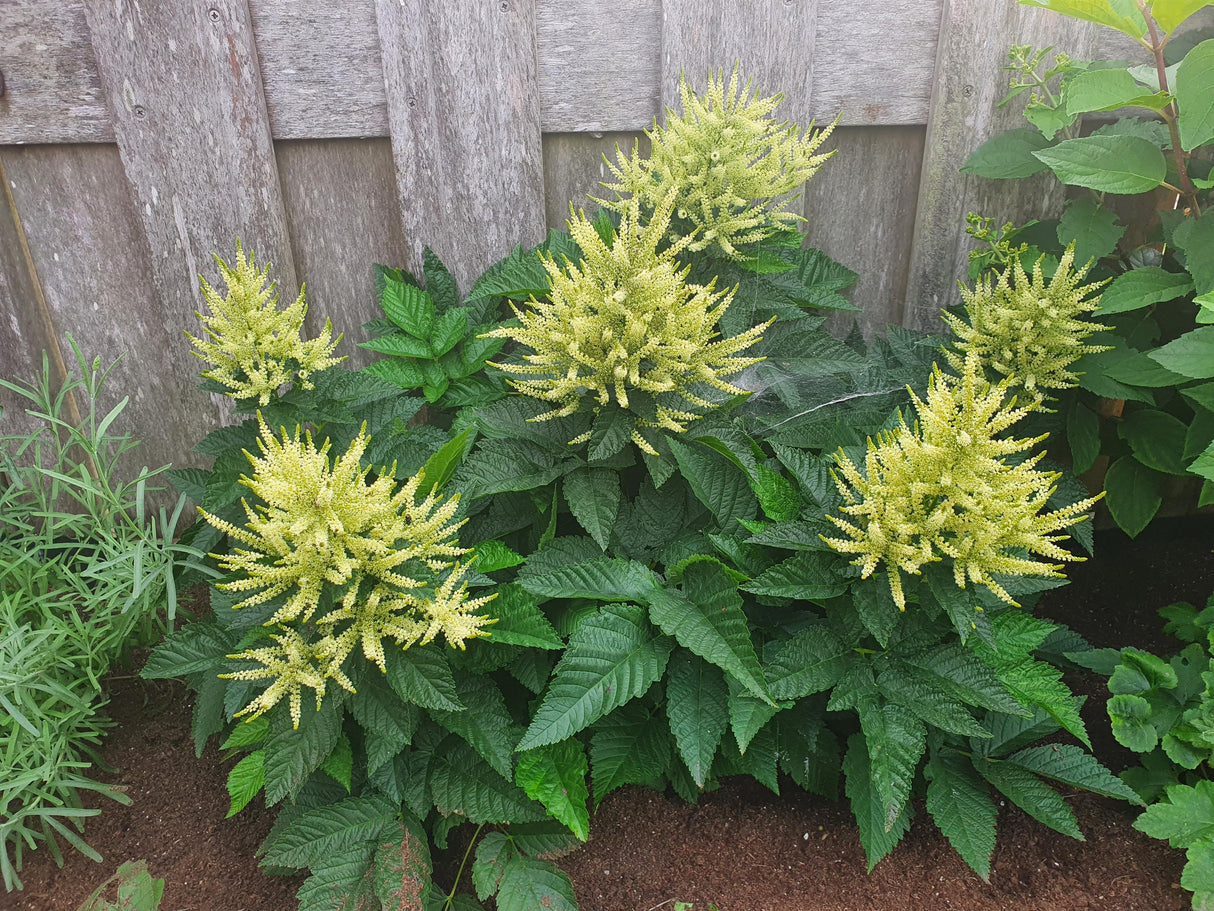 Aruncus 'Sparkles'