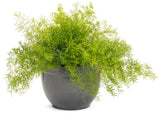 Asparagus densiflorous 'sprengeri' Proven Accents® Asparagus Fern in decorative pot