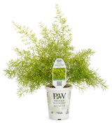 Asparagus densiflorous 'sprengeri' Proven Accents® Asparagus Fern in pot