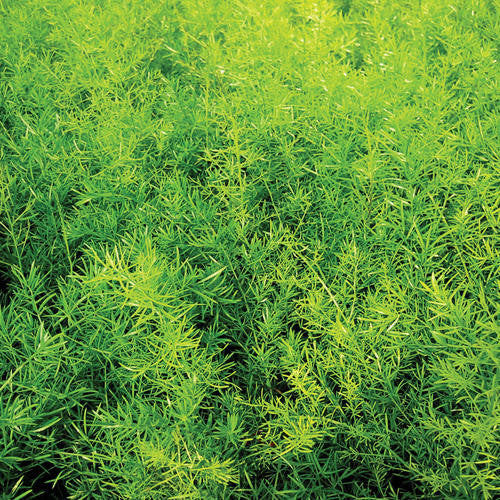 Asparagus densiflorous 'sprengeri'