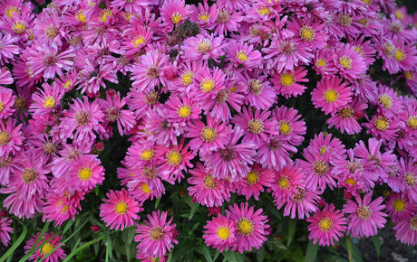 Close-up of pink flowers with yellow centers